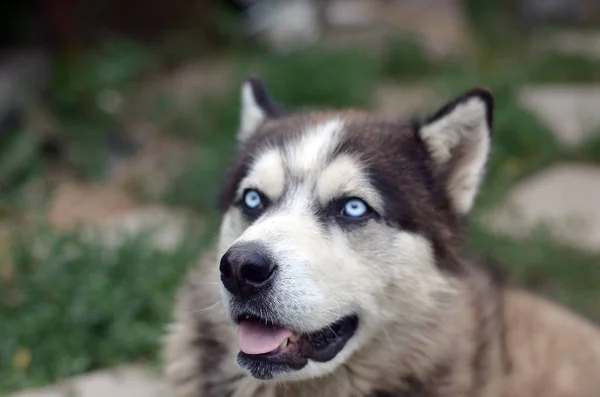 Malamute artico con occhi azzurri muso ritratto da vicino. Questo è un cane abbastanza grande tipo nativo — Foto Stock