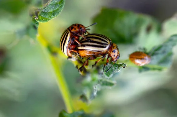 Kolorado-Käfer paaren sich während des Sitzens auf einem Kartoffelbusch — Stockfoto