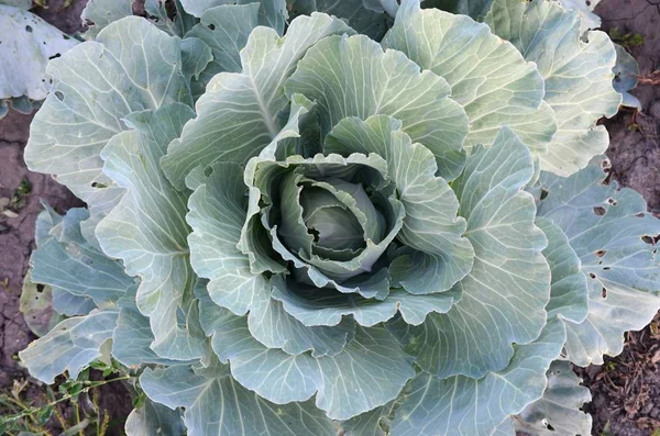 Green cabbage maturing head growing in vegetable farm — Stock Photo, Image