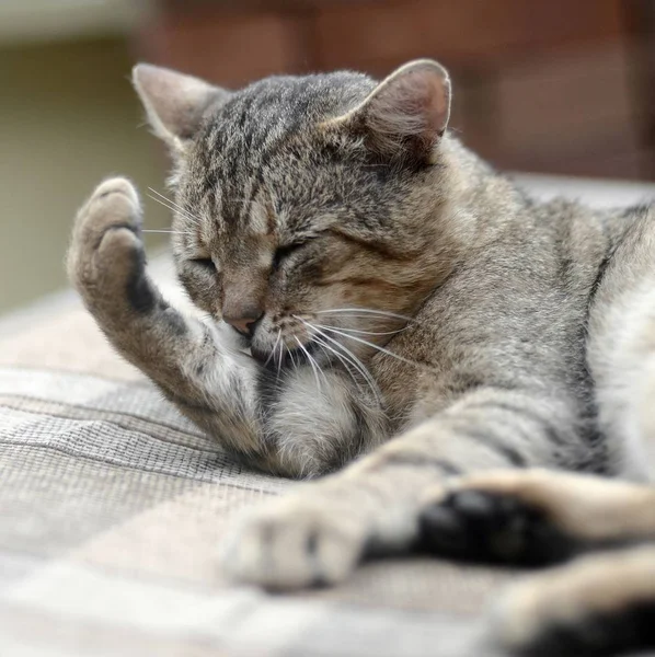 Портрет таббі кішки, що сидить і облизує волосся на відкритому повітрі і — стокове фото