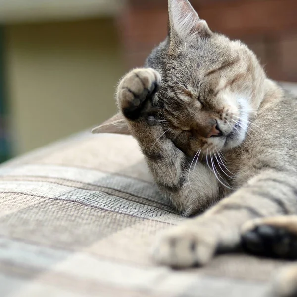 Retrato de gato tabby sentado e lambendo o cabelo ao ar livre e — Fotografia de Stock