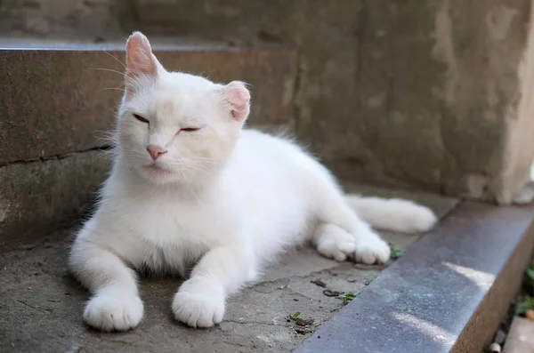 Gato blanco tumbado y dormir en concreto escaleras al aire libre — Foto de Stock