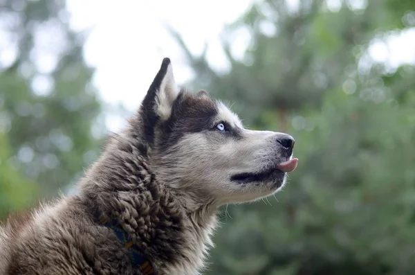 Arctic Malamute com olhos azuis retrato focinho de perto. Este é um tipo nativo de cão bastante grande — Fotografia de Stock