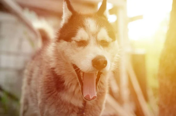 Sömnig Husky hund rolig gäspar med vidöppen mun och lång tunga — Stockfoto