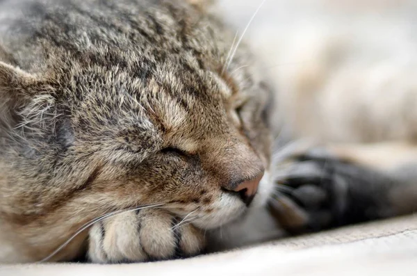 Close-up de um gato triste e preguiçoso dormindo no sofá ao ar livre à noite — Fotografia de Stock