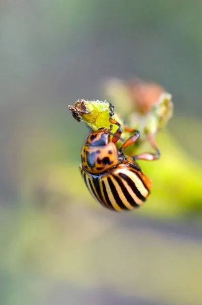 Scarabeo della patata del Colorado Leptinotarsa decemlineata che striscia sul vaso — Foto Stock