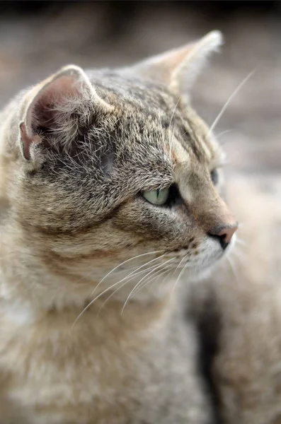 Triste bozal retrato de un gato de rayas grises con ojos verdes, enfoque selectivo —  Fotos de Stock