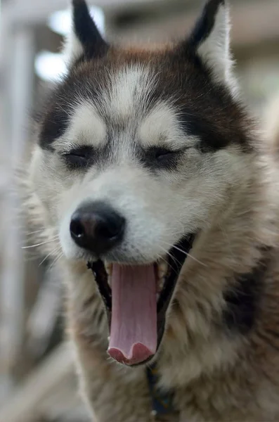 Uykulu husky köpek geniş açık ağız ve uzun tongu ile komik esneme