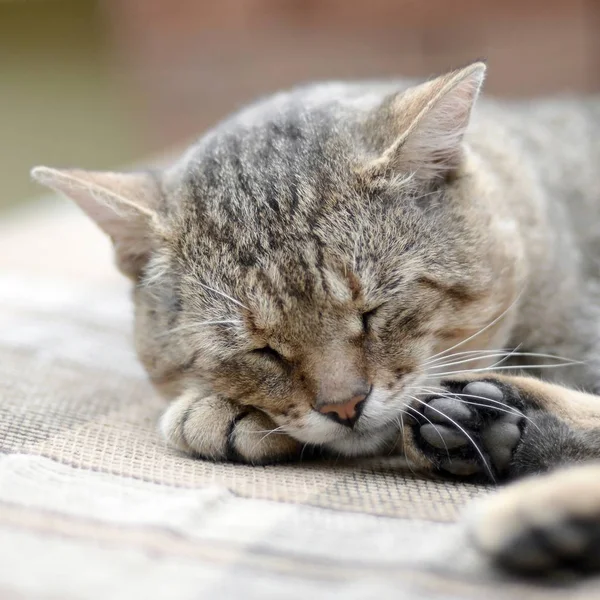 Közelről egy szomorú és lusta kalandor macska gönfögés a kanapén szabadban este — Stock Fotó
