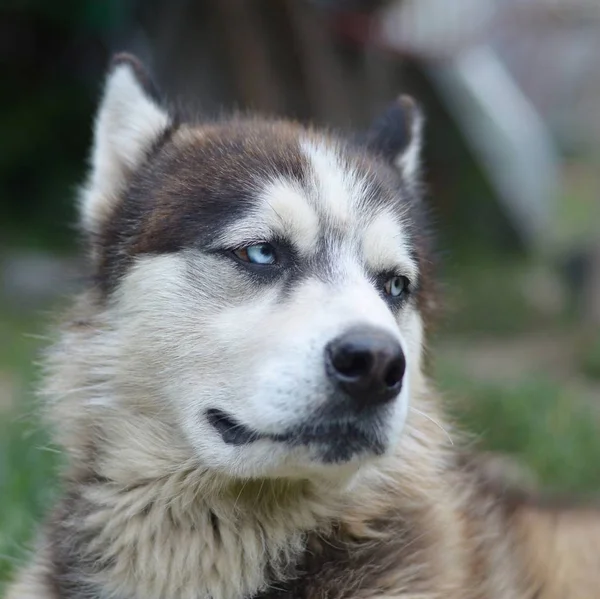 Arctic Malamute com olhos azuis retrato focinho de perto. Este é um tipo nativo de cão bastante grande — Fotografia de Stock