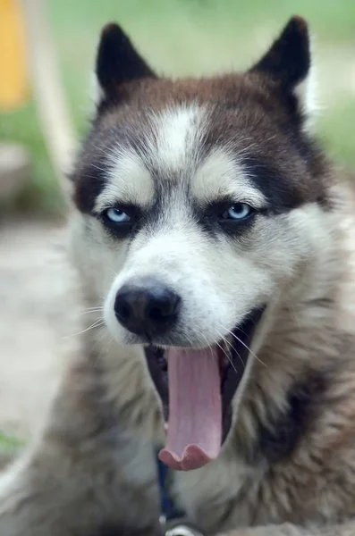 Schläfriger Husky-Hund gähnt lustig mit weit geöffnetem Maul und langer Zunge — Stockfoto