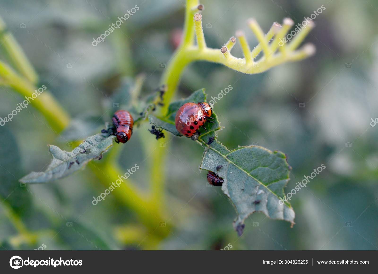 Colorado Potato Beetle Larvae Eat Leaf Of Young Potato Stock