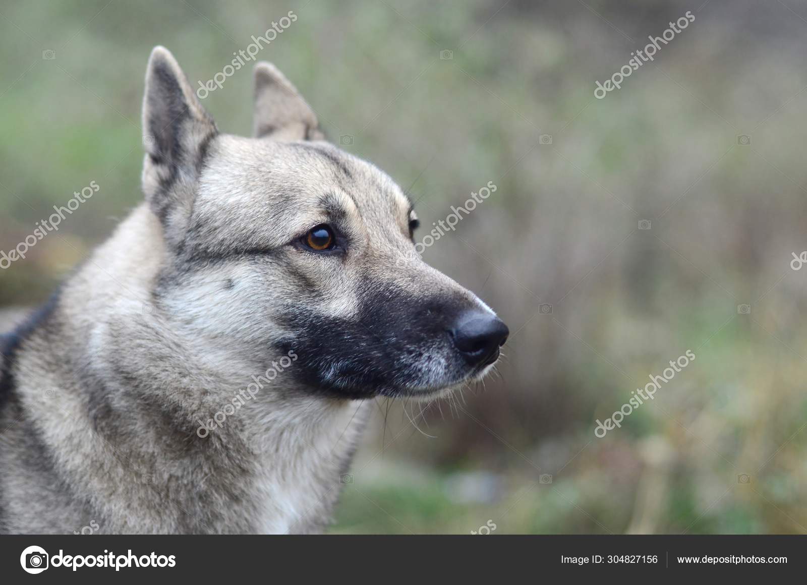 Portrait Of A Dog Breed West Siberian Laika With Green Field Background Stock Photo C Mehaniq 304827156
