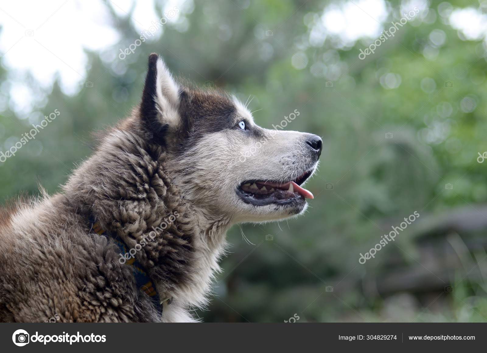 Malamute Arctique Avec Les Yeux Bleus De Muzzle Portrait De