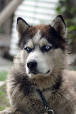 Arctic Malamute mavi gözlü namlu portre yakın. Bu oldukça büyük bir köpek yerli türüdür