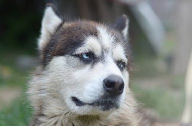 Arctic Malamute mavi gözlü namlu portre yakın. Bu oldukça büyük bir köpek yerli türüdür