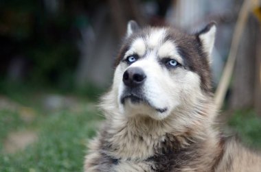 Bahçede oturan profil baş ile Gururlu yakışıklı genç husky köpek