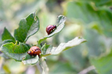 Colorado patates böceği larvaları genç patates yaprağı yemek