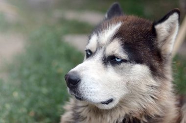 Bahçede oturan profil baş ile Gururlu yakışıklı genç husky köpek