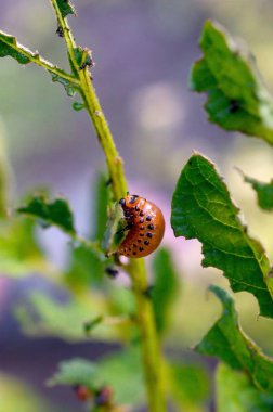Colorado patates böceği larvaları genç patates yaprağı yemek