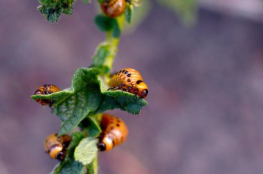 Colorado patates böceği larvaları genç patates yaprağı yemek