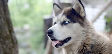 Arctic Malamute mavi gözlü namlu portre yakın. Bu oldukça büyük bir köpek yerli türüdür