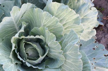 Yeşil lahana olgunlaşan baş sebze çiftliğinde büyüyor