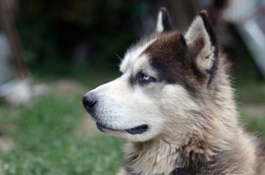 Arctic Malamute mavi gözlü namlu portre yakın. Bu oldukça büyük bir köpek yerli türüdür