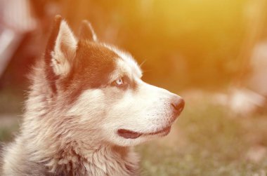 Arctic Malamute mavi gözlü namlu portre yakın. Bu oldukça büyük bir köpek yerli türüdür