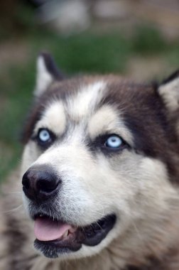 Arctic Malamute mavi gözlü namlu portre yakın. Bu oldukça büyük bir köpek yerli türüdür