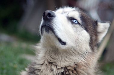 Bahçede oturan profil baş ile Gururlu yakışıklı genç husky köpek