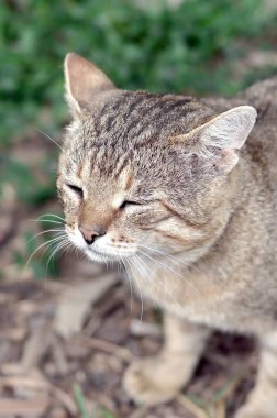 Yeşil gözlü gri çizgili tabby kedi sad namlu portre, seçici odak