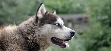 Arctic Malamute mavi gözlü namlu portre yakın. Bu oldukça büyük bir köpek yerli türüdür