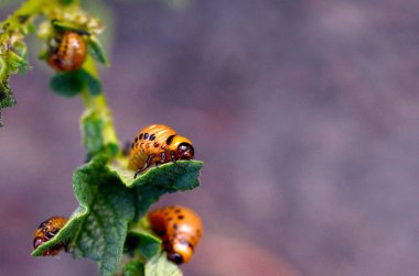 Colorado potato beetle larvae eat leaf of young potato clipart