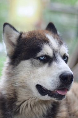 Arctic Malamute mavi gözlü namlu portre yakın. Bu oldukça büyük bir köpek yerli türüdür
