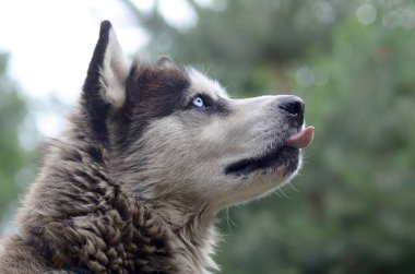 Arctic Malamute mavi gözlü namlu portre yakın. Bu oldukça büyük bir köpek yerli türüdür