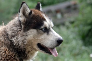 Arctic Malamute mavi gözlü namlu portre yakın. Bu oldukça büyük bir köpek yerli türüdür