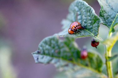 Colorado patates böceği larvaları genç patates yaprağı yemek