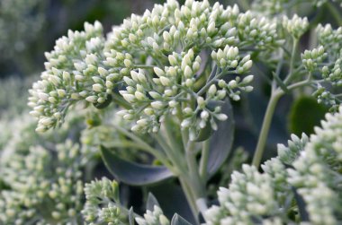 Yeşil çiçekli Hylotelephium telephium beyaz çiçekler lot