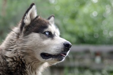 Arctic Malamute mavi gözlü namlu portre yakın. Bu oldukça büyük bir köpek yerli türüdür