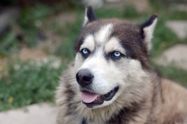 Arctic Malamute mavi gözlü namlu portre yakın. Bu oldukça büyük bir köpek yerli türüdür