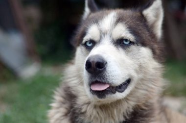 Arctic Malamute mavi gözlü namlu portre yakın. Bu oldukça büyük bir köpek yerli türüdür