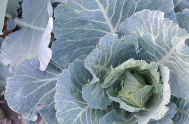 Yeşil lahana olgunlaşan baş sebze çiftliğinde büyüyor