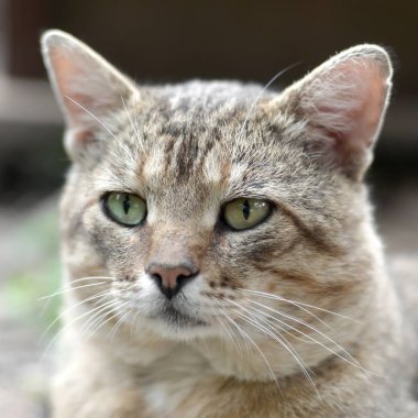 Yeşil gözlü gri çizgili tabby kedi sad namlu portre, seçici odak