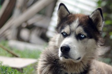 Arctic Malamute mavi gözlü namlu portre yakın. Bu oldukça büyük bir köpek yerli türüdür