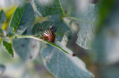 Colorado patates böceği Leptinotarsa decemlineata pot üzerinde tarama