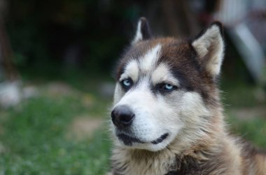 Arctic Malamute mavi gözlü namlu portre yakın. Bu oldukça büyük bir köpek yerli türüdür