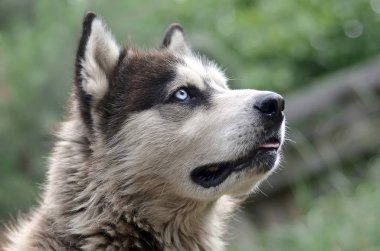 Arctic Malamute mavi gözlü namlu portre yakın. Bu oldukça büyük bir köpek yerli türüdür