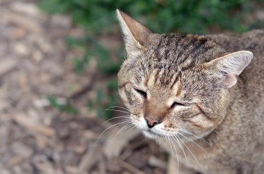 Yeşil gözlü gri çizgili tabby kedi sad namlu portre, seçici odak