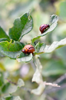 Colorado patates böceği larvaları genç patates yaprağı yemek